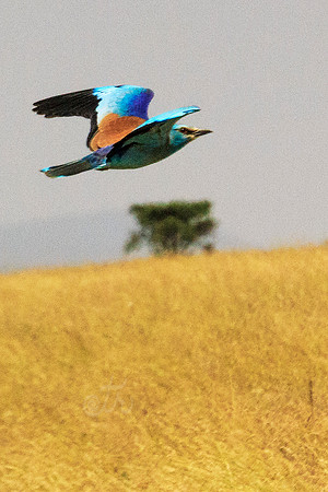 flight
