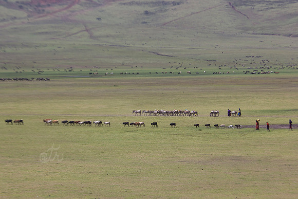 maasai herds