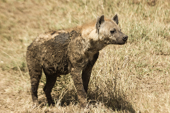 muddy hyena
