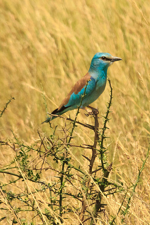 turquoise beauty