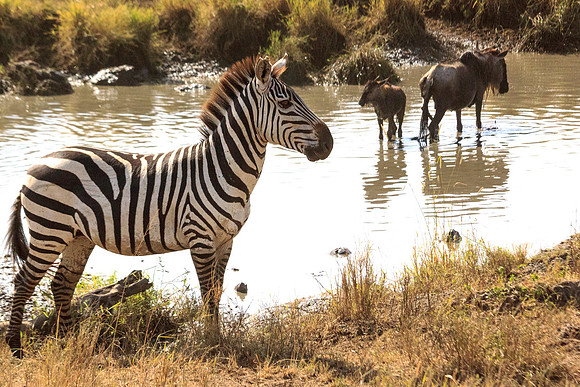 water hole