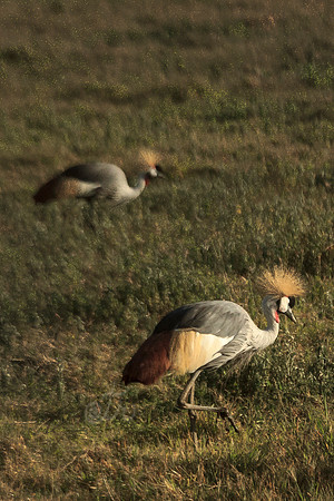 crown crane