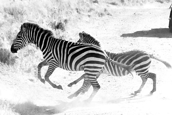 dusta zebras