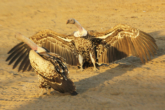 dancing vulture