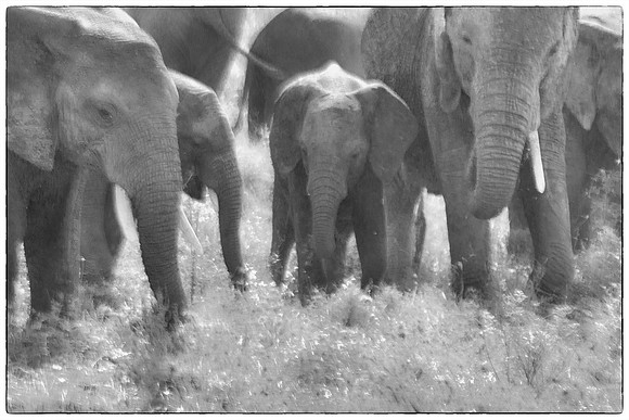 elephant fam