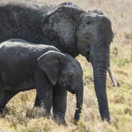 elephant mama