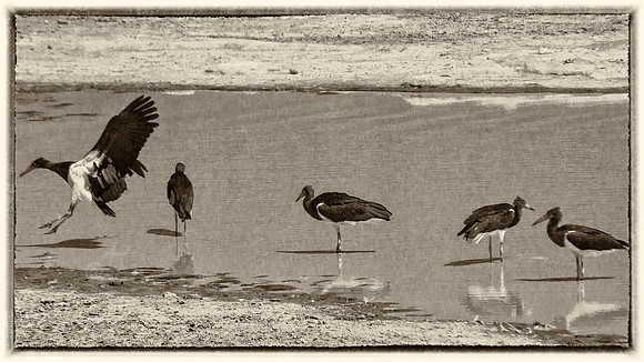 line of birds