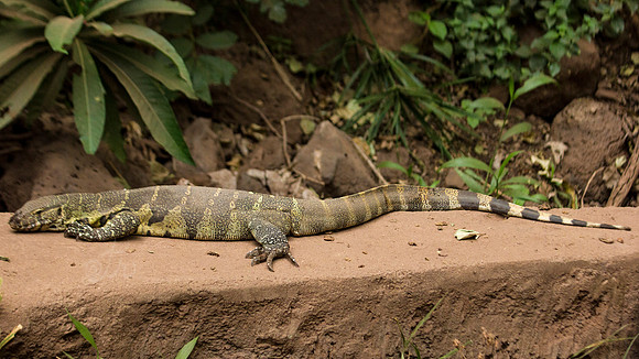 lizard