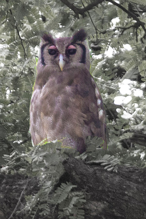 owl