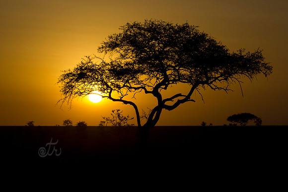 sunset acacia