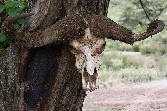 wilde skull