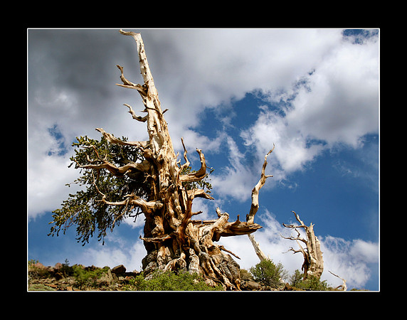 Bristlecone