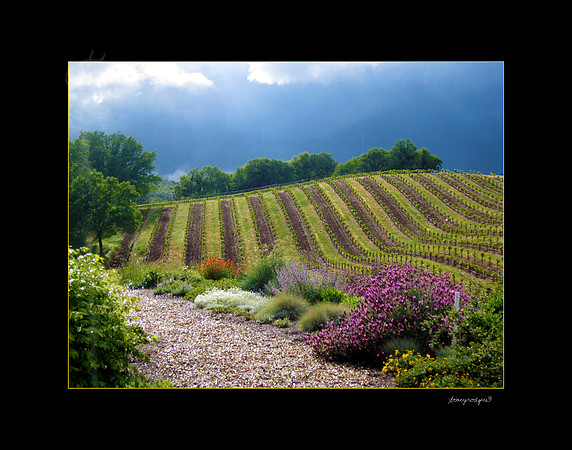 Yorba vineyard at Sutter Creek