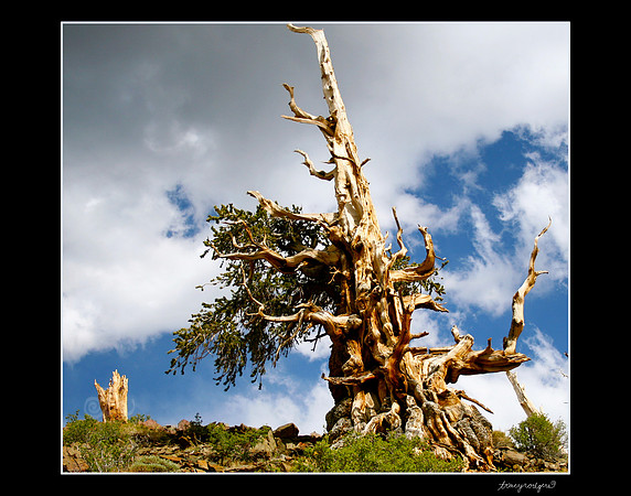 Bristlecone