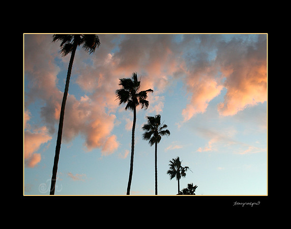 La Jolla palms