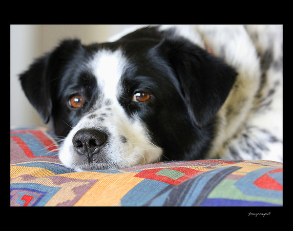 Jake