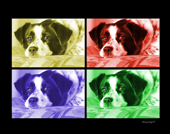 Warhol jake