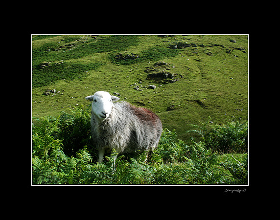 Baaa in England Lake District