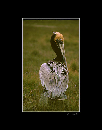 big bird