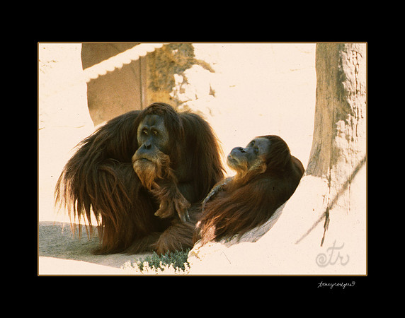 gorillas