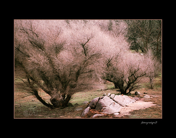 Canyon de Chelly bushes