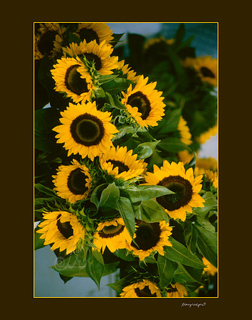 sunflowers