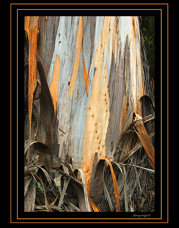 eucalyptus 2