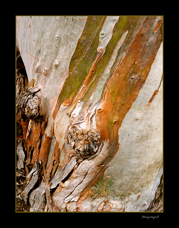 Eucalyptus