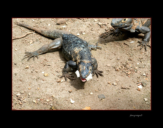 iguanas