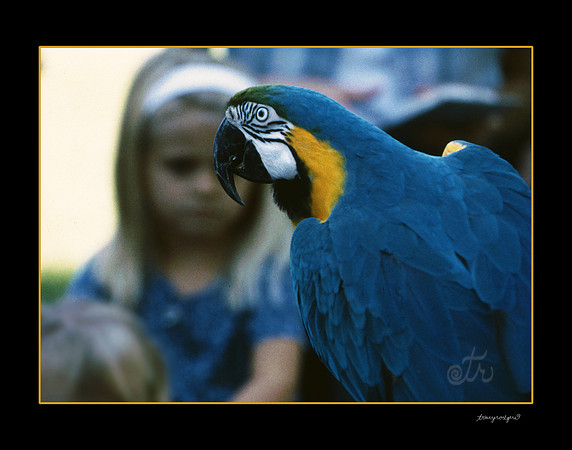 parrot