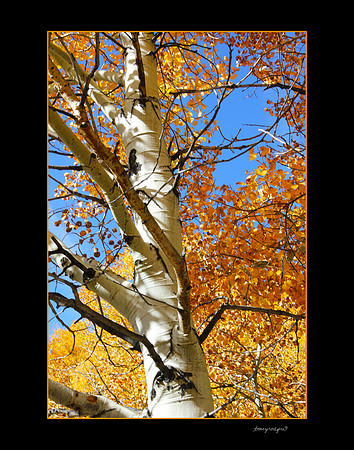 Aspen gold