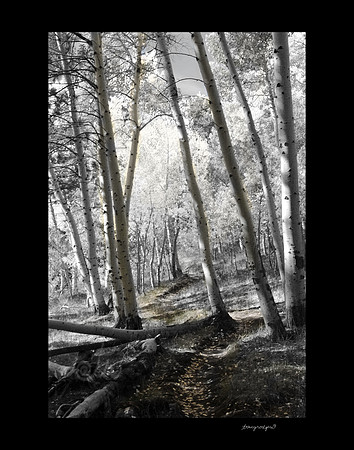 Aspen glow