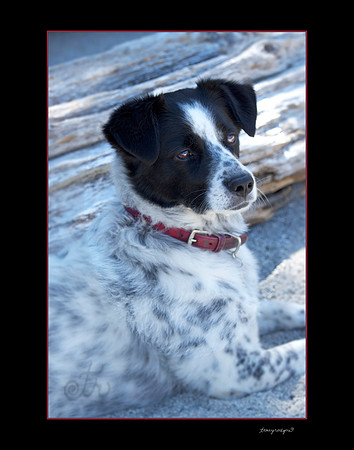Jake with Red Collar