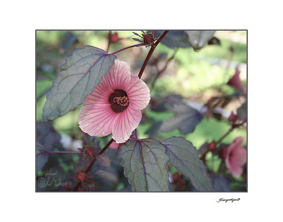Lovely pink and gray