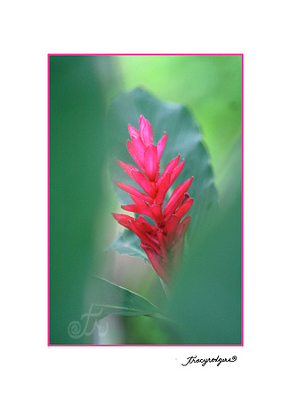 Mike flower copy