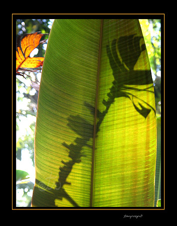 Shadow leaf