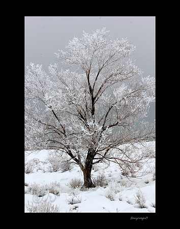 Winter ghost tree4
