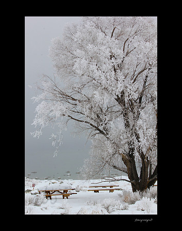 Winter ghost tree3