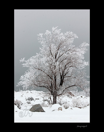 Winter ghost tree2