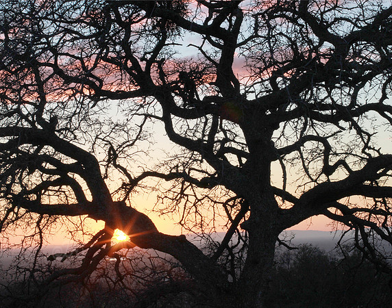 EDH Oak sunset
