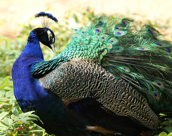 Peacock