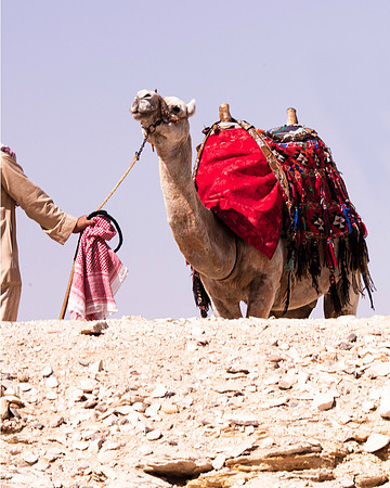 camel guide