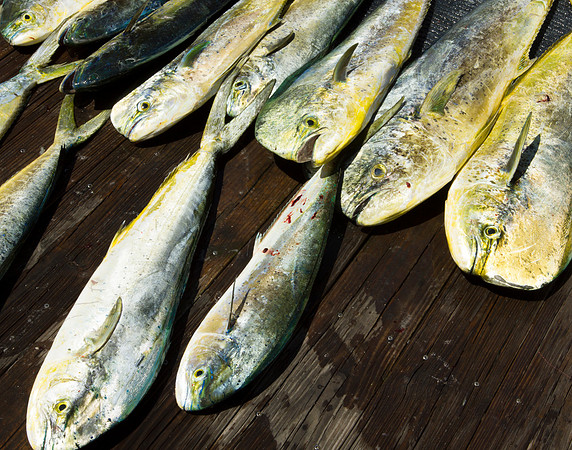 fish heads