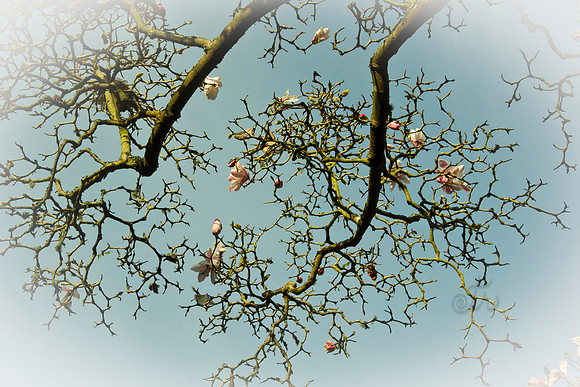 lacy tree