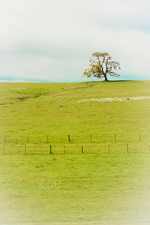 Solitary oak