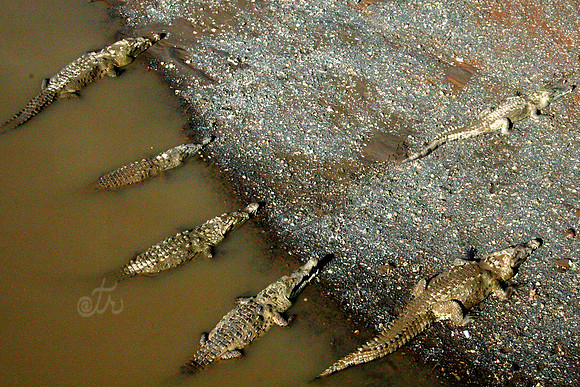 clothespin crocs-Recovered