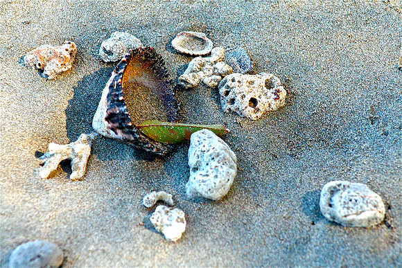 gritty shells