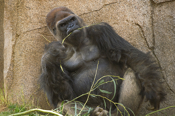 gorilla man2