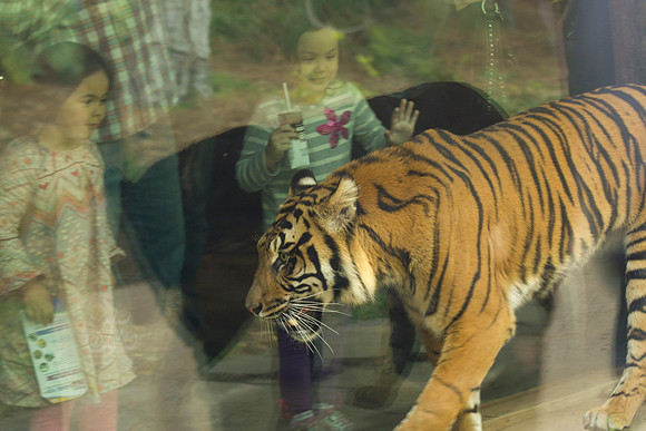 tiger wonder