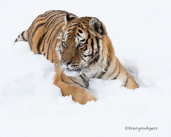 Tiger in Snow